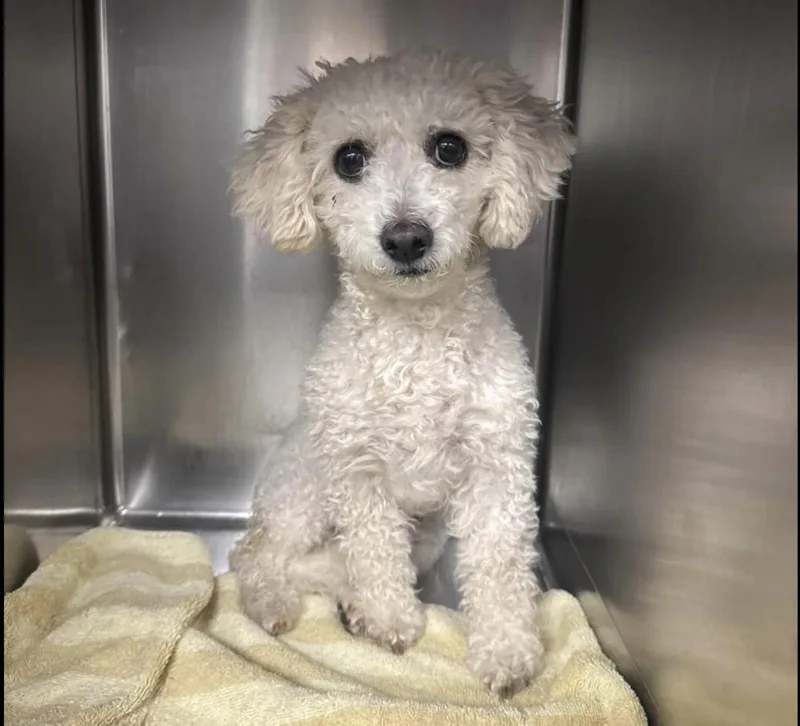 An adult small-sized female Poodle dog named Kiara for adoption in Long Island City, NY