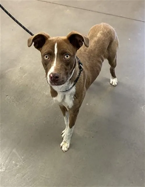 A young large-sized male Labrador Retriever dog named Benji for adoption in Mesa, AZ