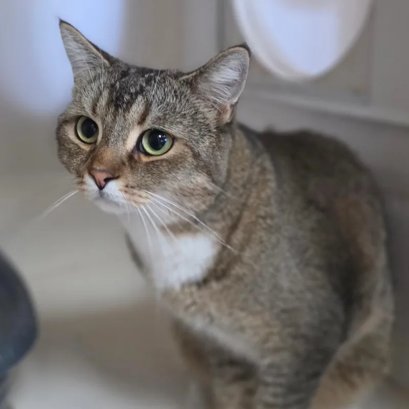 An adult large-sized male Brown / Chocolate British Shorthair cat named Mishka Chino Hills for adoption in Chino Hills, CA
