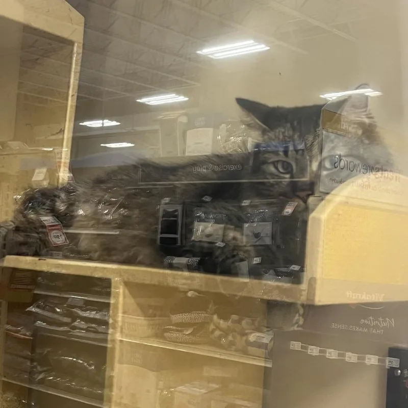 An adult small-sized male Maine Coon cat named Wasabi for adoption in Newcastle, OK