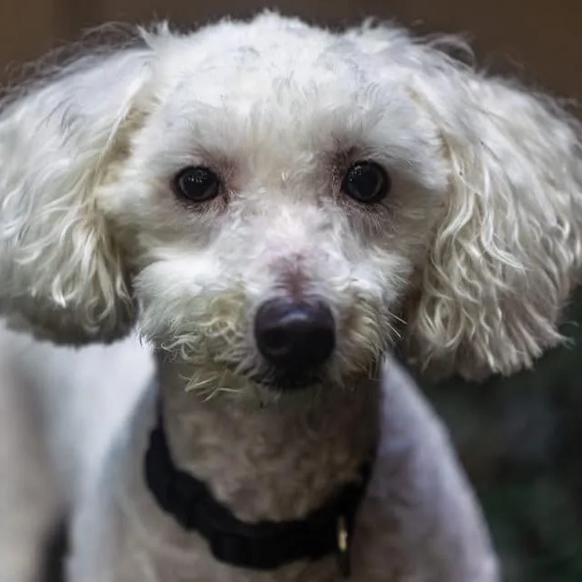 An adult small-sized male White / Cream Bichon Frise dog named Bartholomew for adoption in Decatur, GA