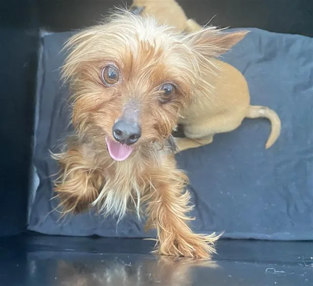 An adult medium-sized female Mixed Breed dog named Lily for adoption in Dallas, TX