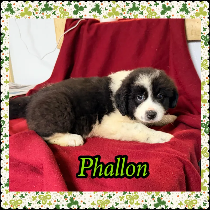 Phallon