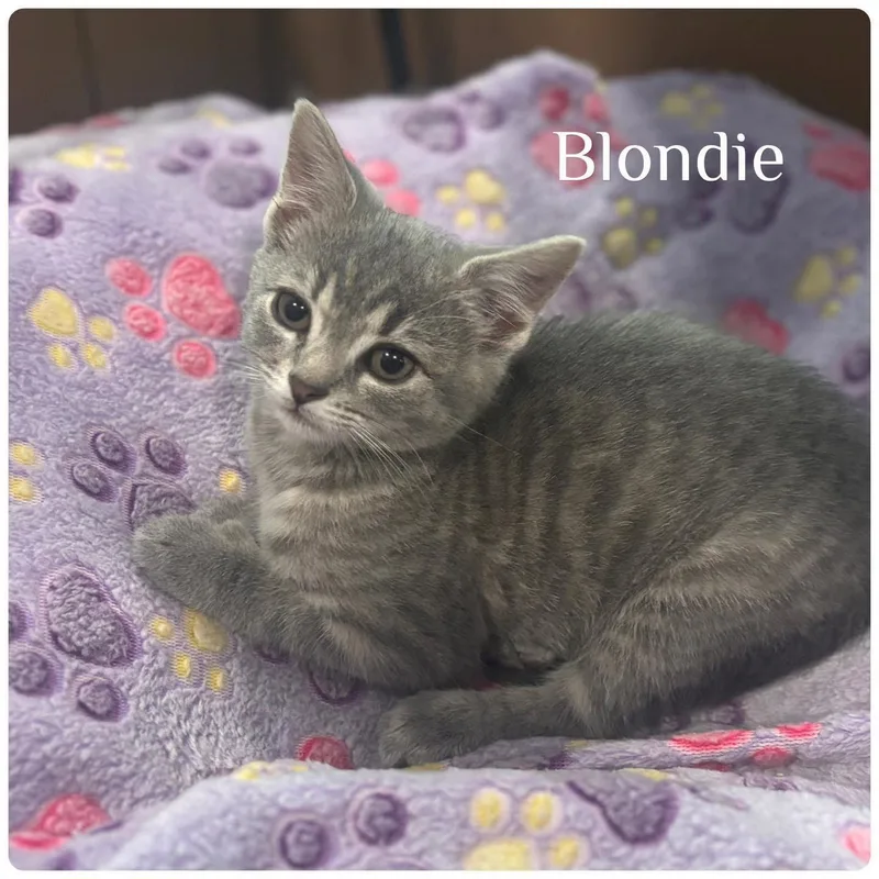 A baby medium-sized female American Shorthair cat named Blondie for adoption in Forest Hill, MD