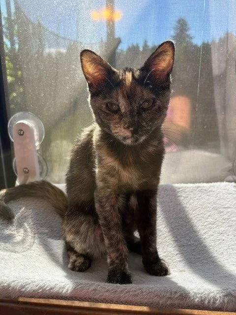 A baby small-sized female Domestic Medium Hair cat named Iris for adoption in Battle Ground, WA