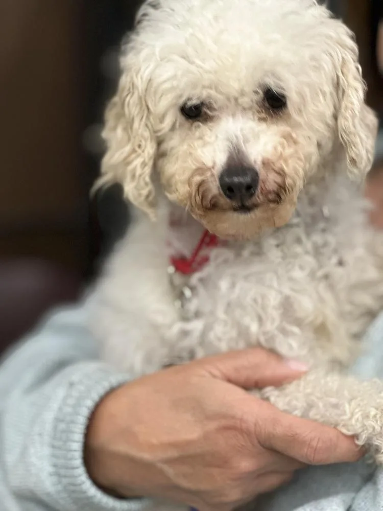 Coco thumbnail 4