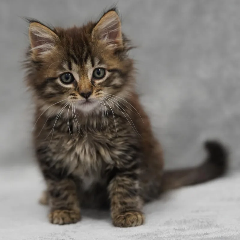 A baby small-sized female Brown / Chocolate Domestic Medium Hair cat named Elizabeth for adoption in Redwood City, CA