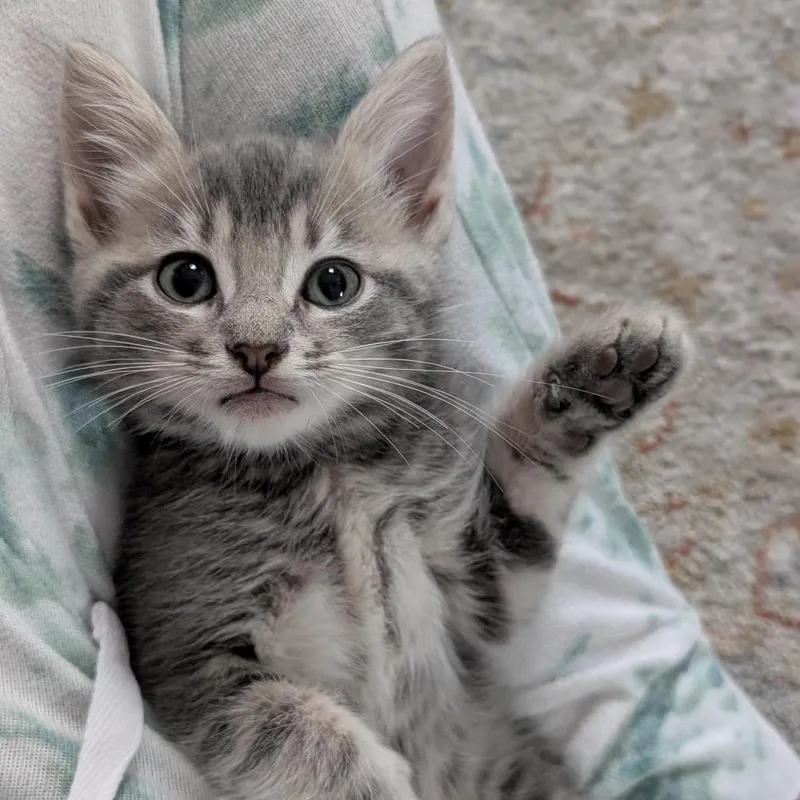 A baby small-sized male Gray / Blue / Silver Domestic Short Hair cat named Declan for adoption in Raleigh, NC