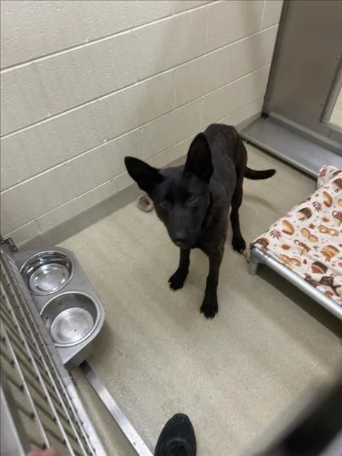 A young small-sized female German Shepherd Dog dog named Shirley for adoption in Chapel Hill, NC