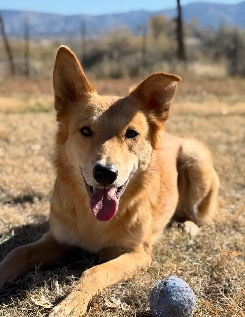 Bella