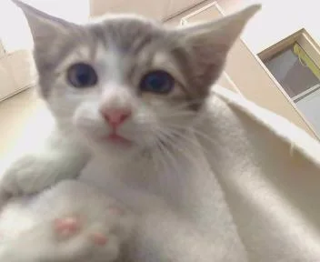 A baby small-sized male Domestic Short Hair cat named Jasman for adoption in Sacramento, CA