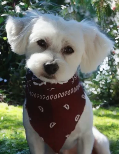 A young small-sized male Poodle dog named Angel Eyes for adoption in Pittsburg, CA
