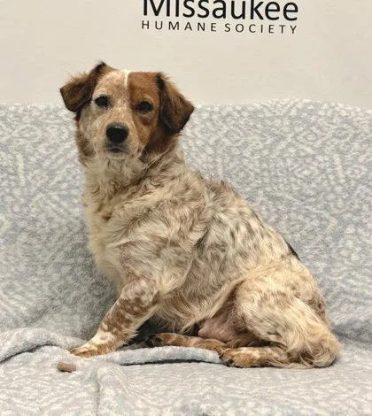An adult small-sized female Spaniel dog named Daisy for adoption in Lake City, MI