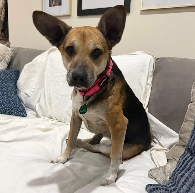 An adult medium-sized female Yellow / Tan / Blond / Fawn Labrador Retriever dog named Bella for adoption in Brooklyn, NY