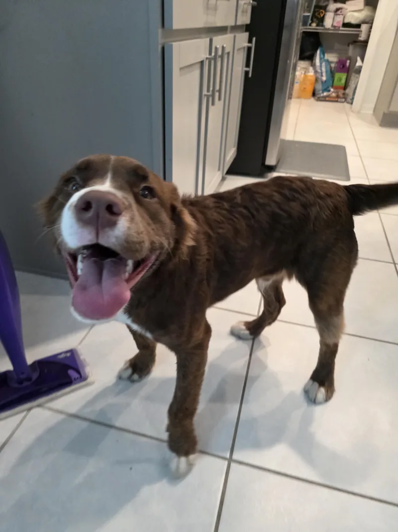 A young medium-sized male Brindle Spaniel dog named Kane for adoption in Maitland, FL