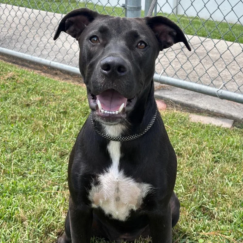 An adult medium-sized female Black Labrador Retriever dog named Lucy for adoption in League City, TX