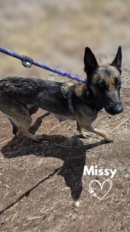 An adult medium-sized female German Shepherd Dog dog named Missy for adoption in Monte Vista, CO