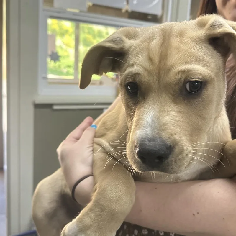 A baby medium-sized male Yellow / Tan / Blond / Fawn Pit Bull Terrier dog named Belly for adoption in Coos Bay, OR
