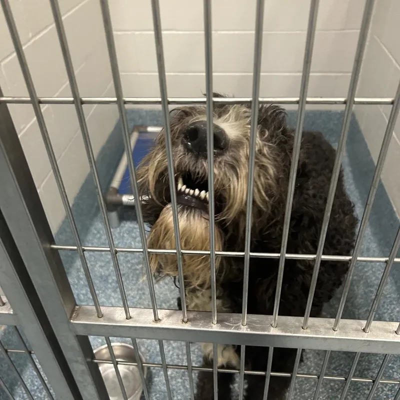 A young large-sized male Black Poodle dog named Taka for adoption in Greensboro, NC