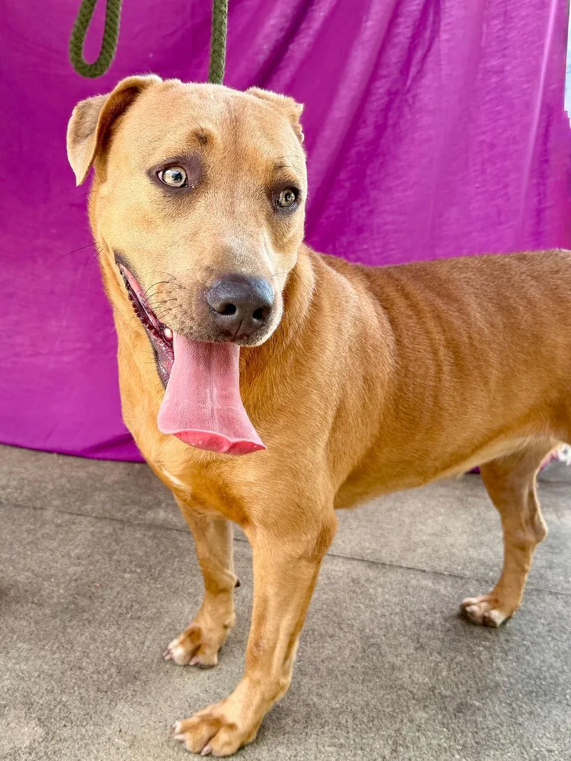 An adult medium-sized female Yellow / Tan / Blond / Fawn Mixed Breed dog named Sasha for adoption in Livingston, TX