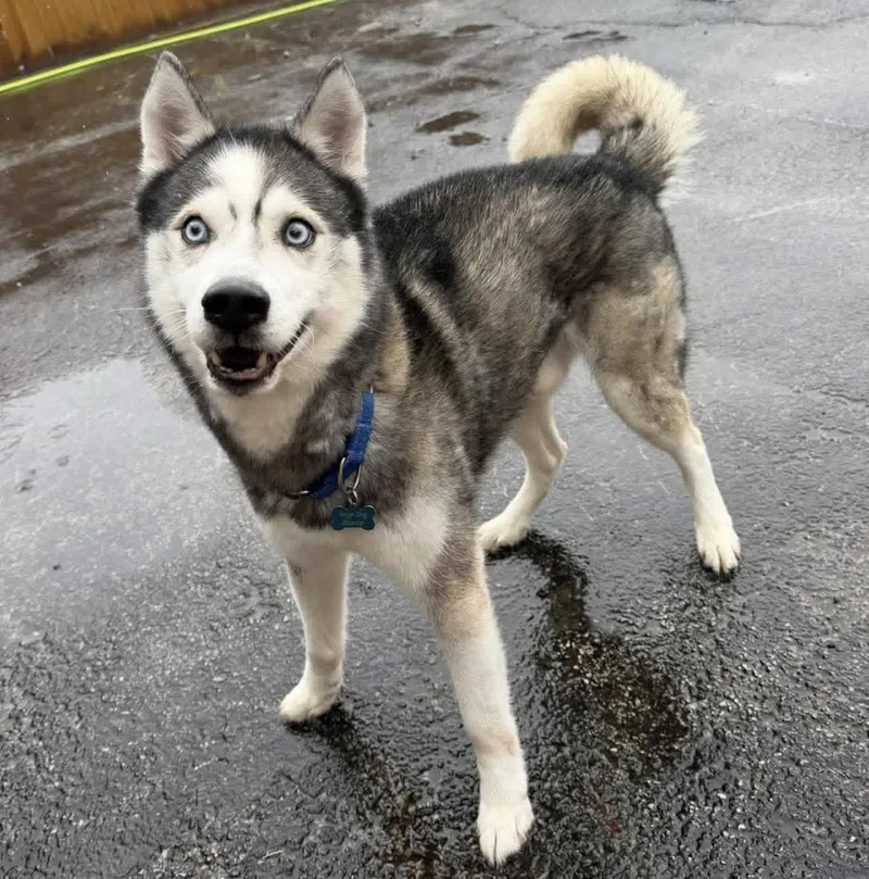 A young medium-sized male Tricolor (Brown, Black, & White) Siberian Husky dog named Balto for adoption in Naperville, IL