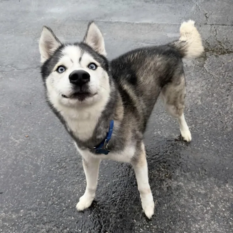 Balto thumbnail 2