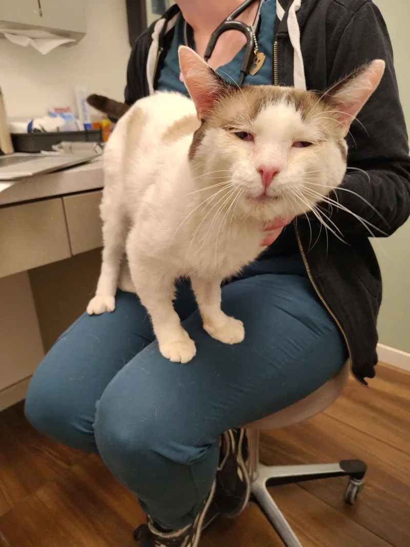 An adult medium-sized male Snowshoe cat named Mister for adoption in San Jose, CA