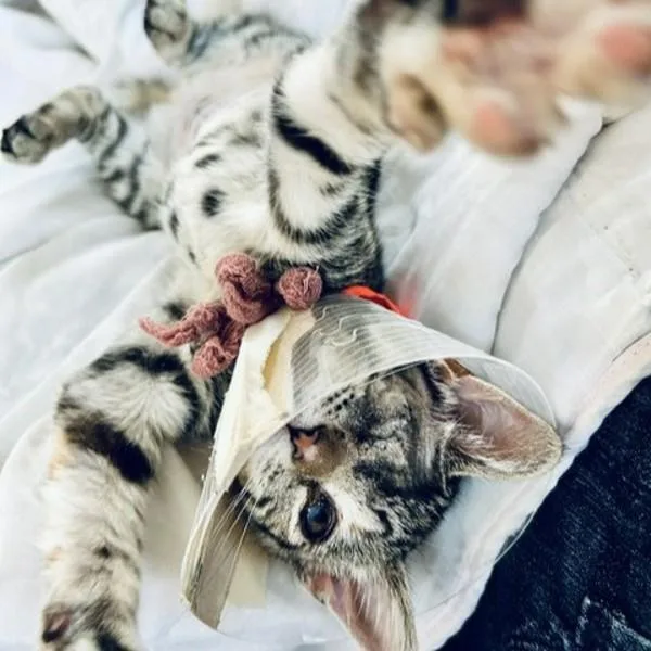 A baby small-sized female Domestic Short Hair cat named Miko for adoption in Oakland, CA