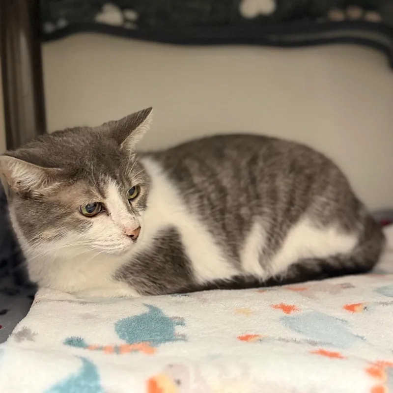 A senior medium-sized female Gray / Blue / Silver Domestic Short Hair cat named Serena for adoption in Caryville, TN