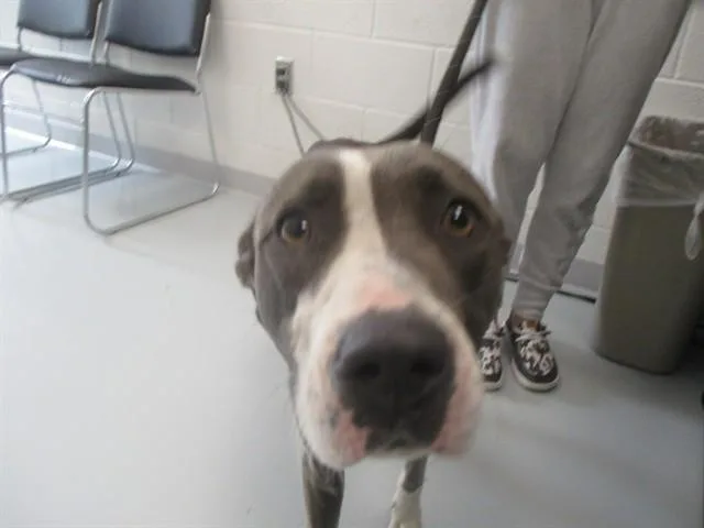 A young large-sized female Staffordshire Bull Terrier dog named A for adoption in Ocala, FL