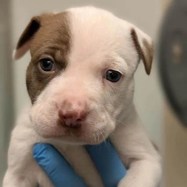 A baby small-sized male White / Cream Boxer dog named Chad for adoption in North Charleston, SC