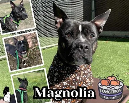 Magnolia thumbnail 2