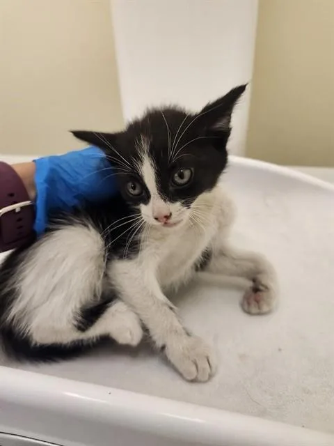 A baby small-sized male Domestic Short Hair cat named A for adoption in Riverside, CA