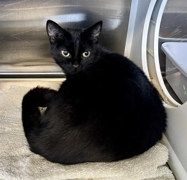 A young medium-sized female Domestic Short Hair cat named Lyra for adoption in Kalamazoo, MI