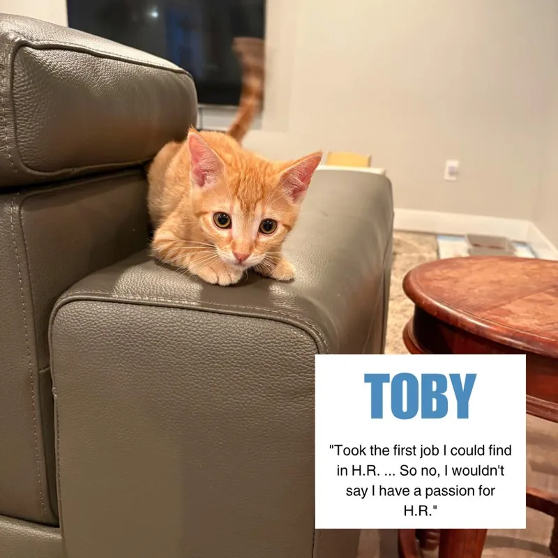 A baby medium-sized male Orange / Red Domestic Short Hair cat named Toby Swenson for adoption in Eagle Mountain, UT