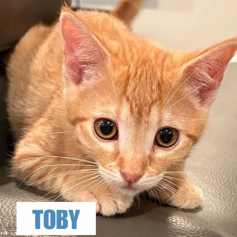 Toby Swenson thumbnail 3