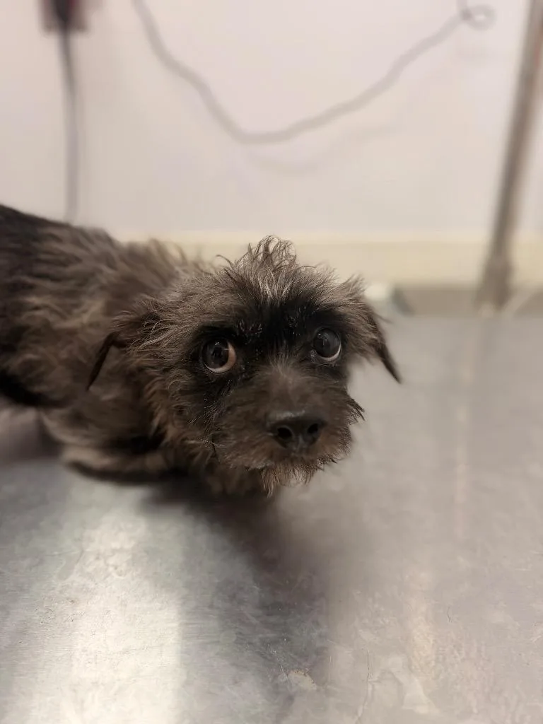 A young medium-sized male Schnauzer dog named Tippy for adoption in Hartsville, SC