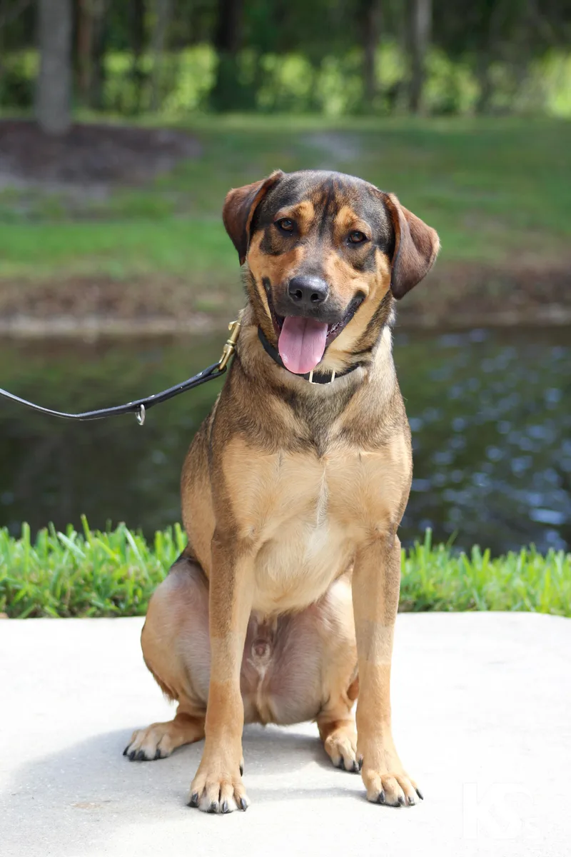 A young large-sized male German Shepherd Dog dog named Torque for adoption in Ponte Vedra, FL