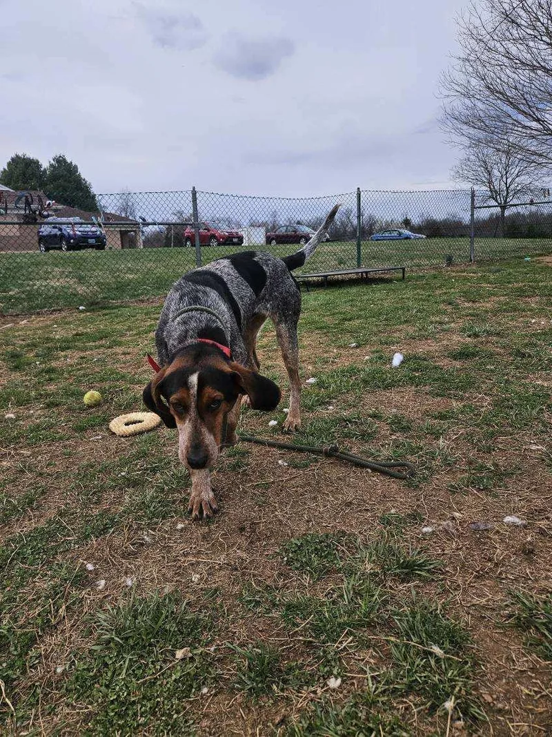 Shamrock Shamus thumbnail 2