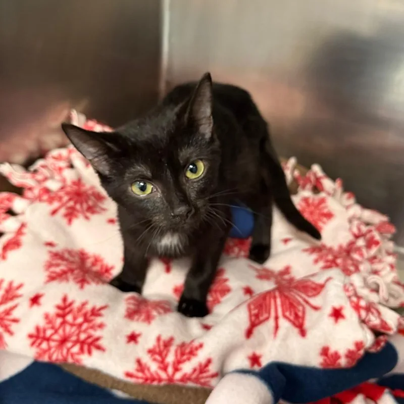 A baby small-sized male Domestic Short Hair cat named Aegon for adoption in West Palm Beach, FL