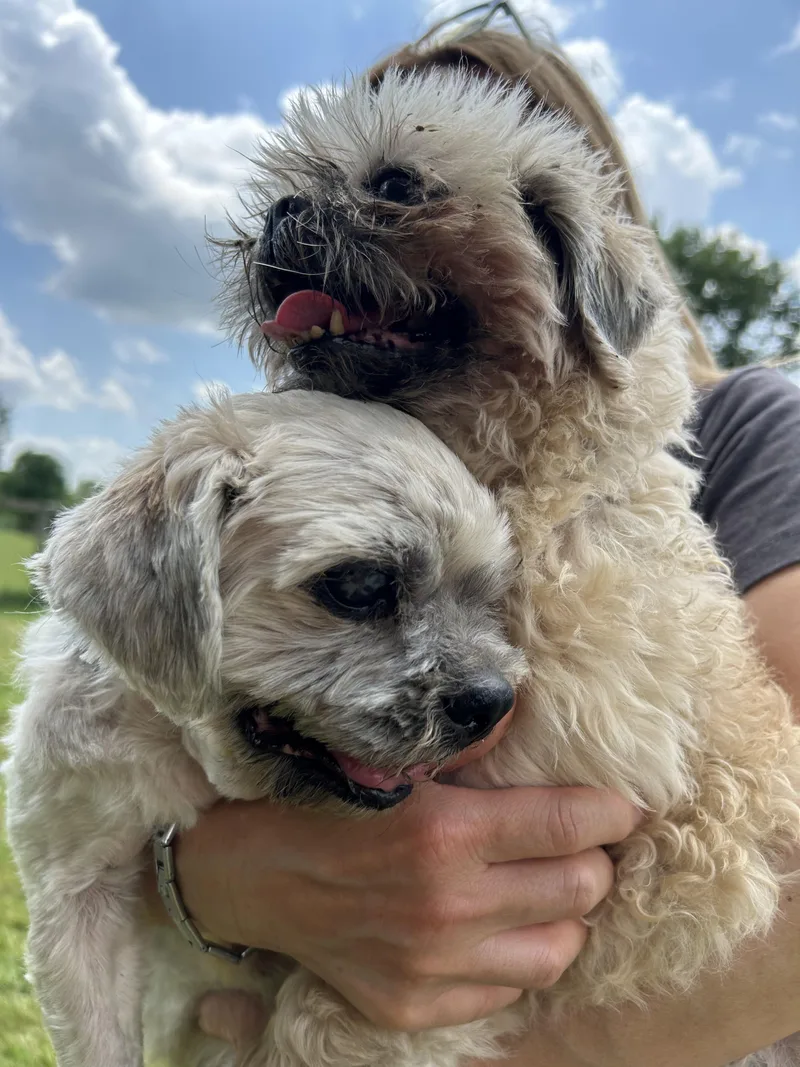 A senior small-sized male Apricot / Beige Shih Tzu dog named Tanzanite for adoption in Brunswick, OH