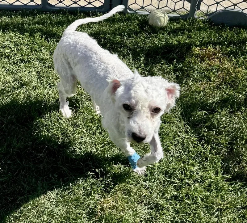 A baby small-sized male White / Cream Poodle dog named Birch for adoption in Shawnee, OK
