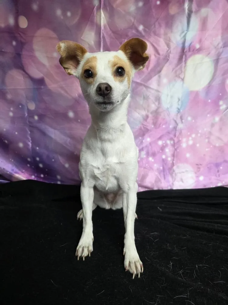 An adult small-sized female Chihuahua dog named Dallas for adoption in Cortez, CO