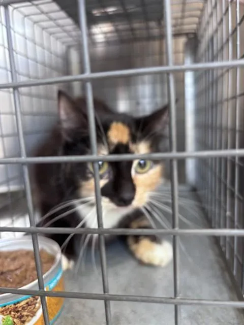 An adult small-sized female Domestic Medium Hair cat named A for adoption in Oklahoma City, OK