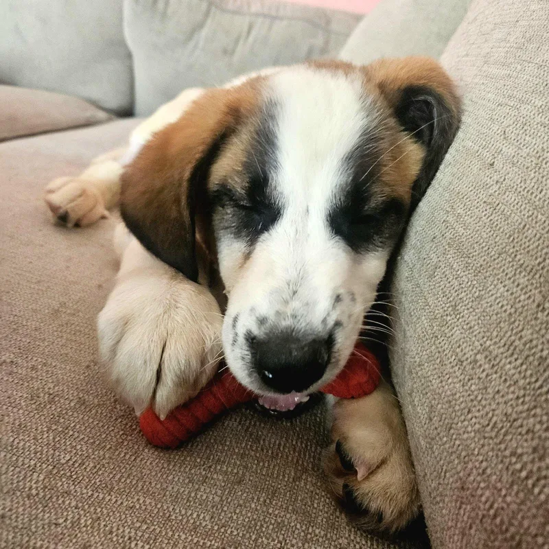 Yesterday "nessie" thumbnail 2