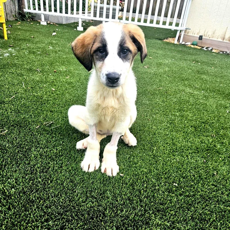 Yesterday "nessie" thumbnail 3