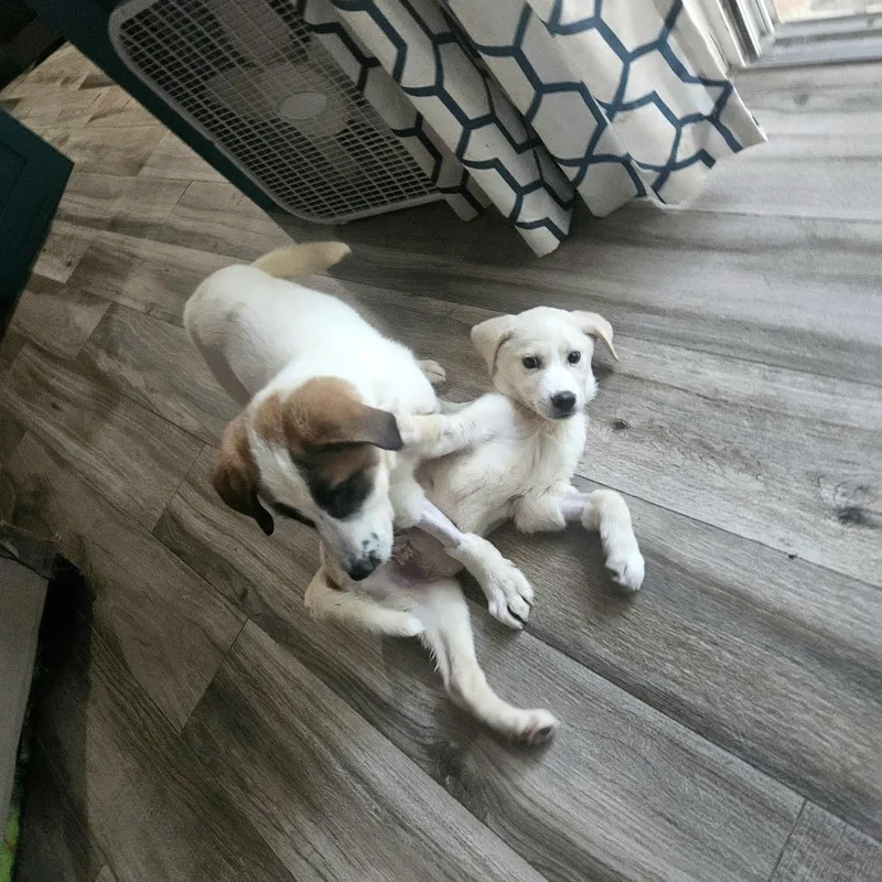 Yesterday "nessie" thumbnail 4