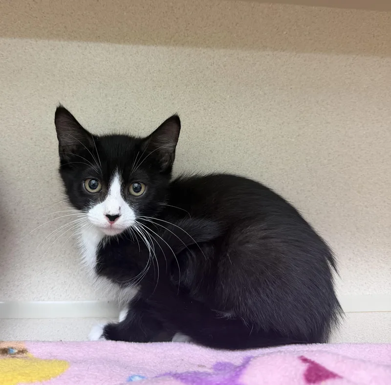 A baby medium-sized male Black & White / Tuxedo Domestic Short Hair cat named Philip for adoption in Hudson, NY