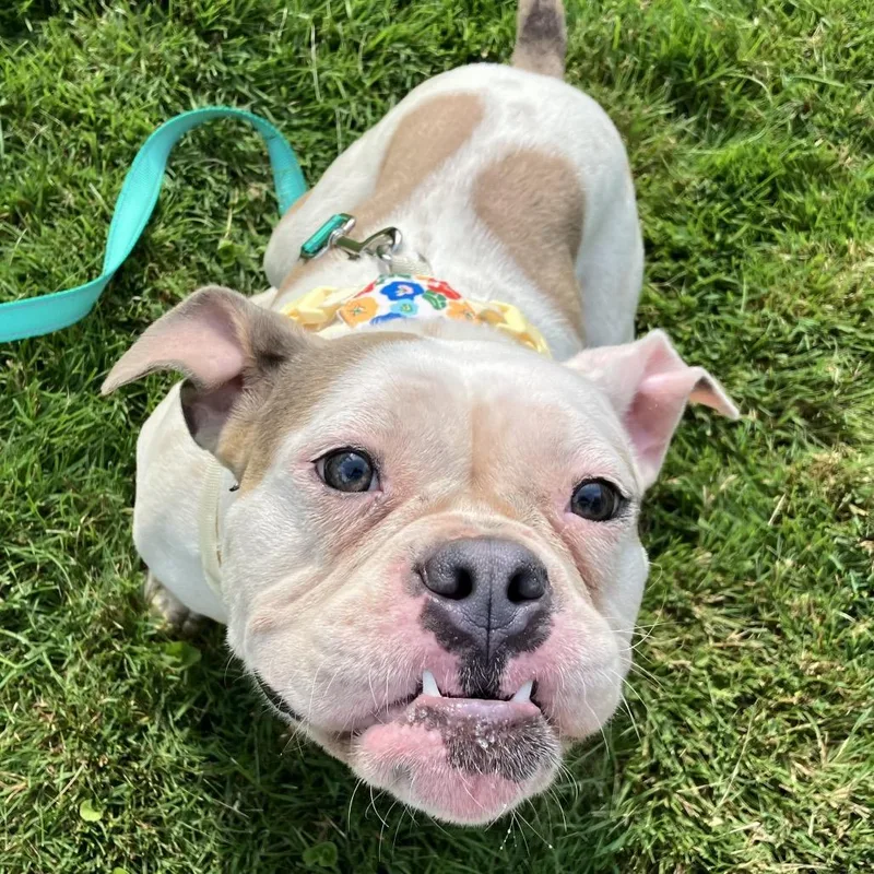 An adult medium-sized female Apricot / Beige French Bulldog dog named Biscotti for adoption in Northville, MI