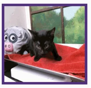 A baby small-sized female Black Domestic Short Hair cat named Cali for adoption in Parker, CO